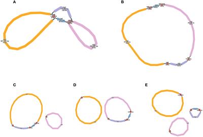 Genomic insights into the clonal reproductive Opuntia cochenillifera: mitochondrial and chloroplast genomes of the cochineal cactus for enhanced understanding of structural dynamics and evolutionary implications